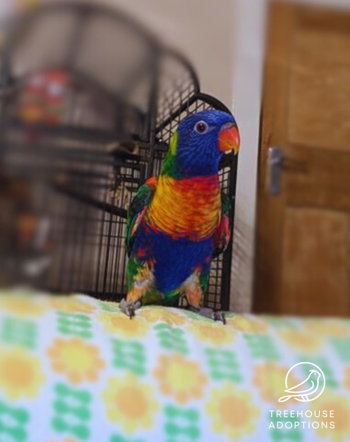 A Rainbow Lorikeet, with a bright blue head and belly, and a yellow/red chest it standing on the couch looking at the camera with his head turn towards the left.