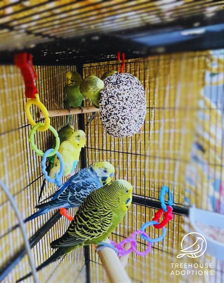 6 colourful budgies of different colours, including one blue/yellow/black, four green/black and one yellow are sitting on a perch. The photo is taken from the side so you can see the budgies profile.