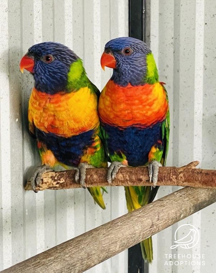 Two rainbow lorikeets perched side by side