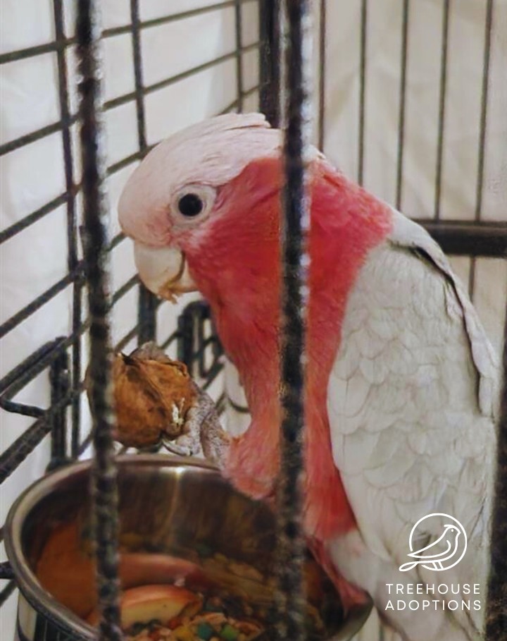 A Galah with pink and grey feathers is eating from it's food bowl. It has one foot on the bowl and the other holding it's food.