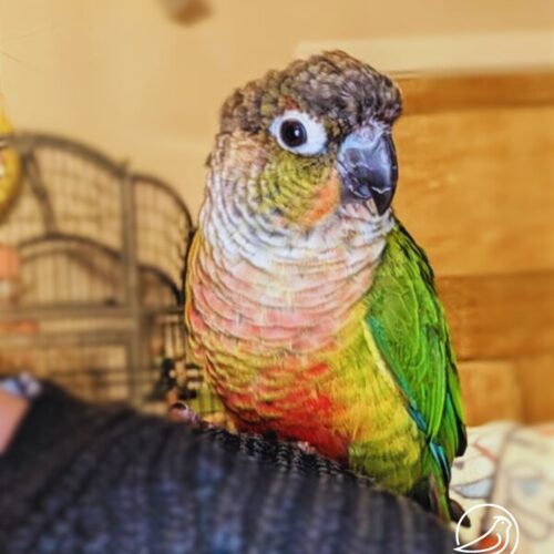 A colourful bird (Green cheeked conure) with green wings, a grey head, big eyes, light green cheeks and it's chest is a combination of light pink, yellow and red. The bird is sitting on someone's shoulder, looking sideways at the camera.