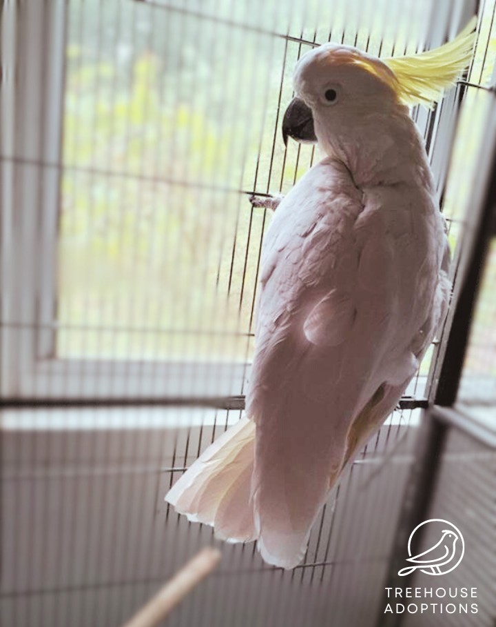 A sulphur-crested cockatoo