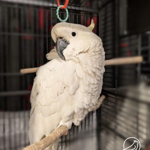 A sulphur-crested cockatoo is sitting on it's perch with it's white feathers fluffed up and has it's head tilted to the right.