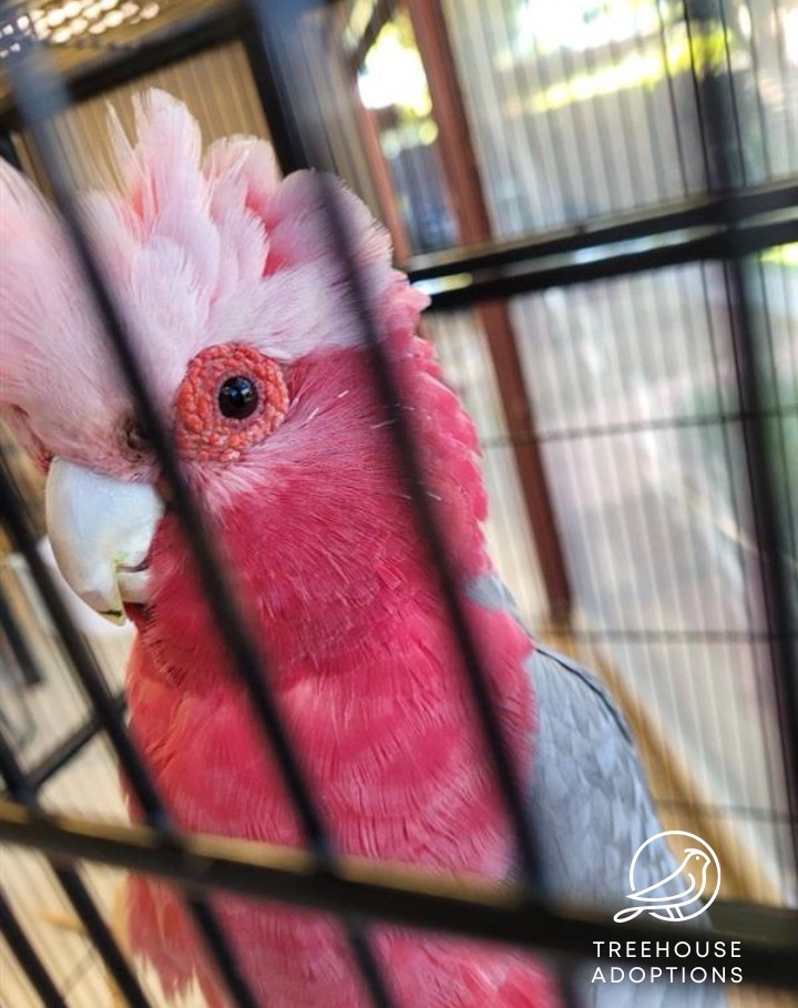 A close up picture of one side of a bright pink galah's face. The galah is looking at the camera, and it's light pink crest it standing up.