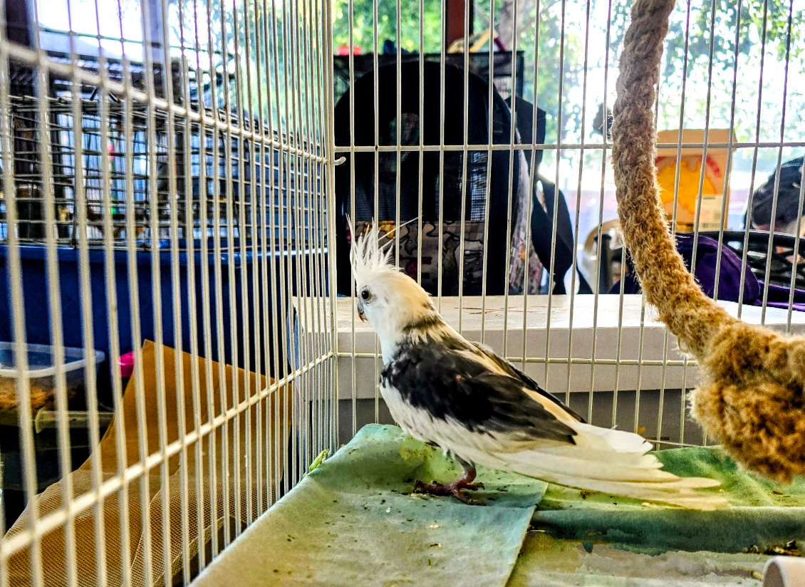 Picture Idea: Treehouse Adoptions Give A Beautiful Bird A Second Chance