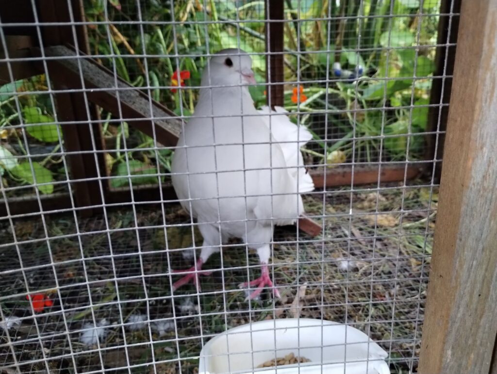 Treehouse Bird Adoption Treehouse Adoptions