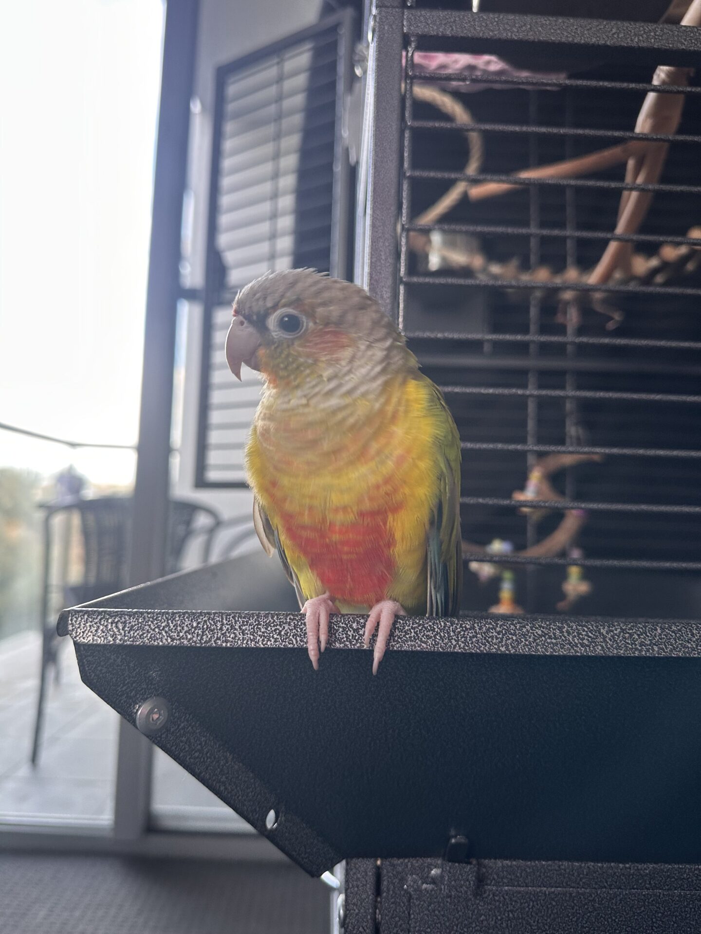 Treehouse – Bird Adoption – Treehouse Adoptions